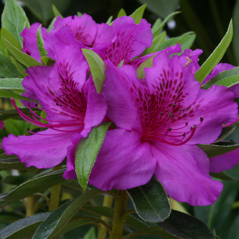 Azalea - Herbert