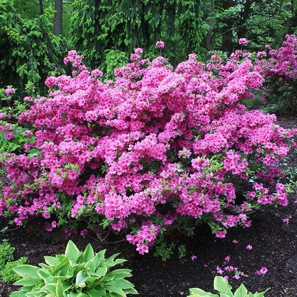 Azalea - Herbert
