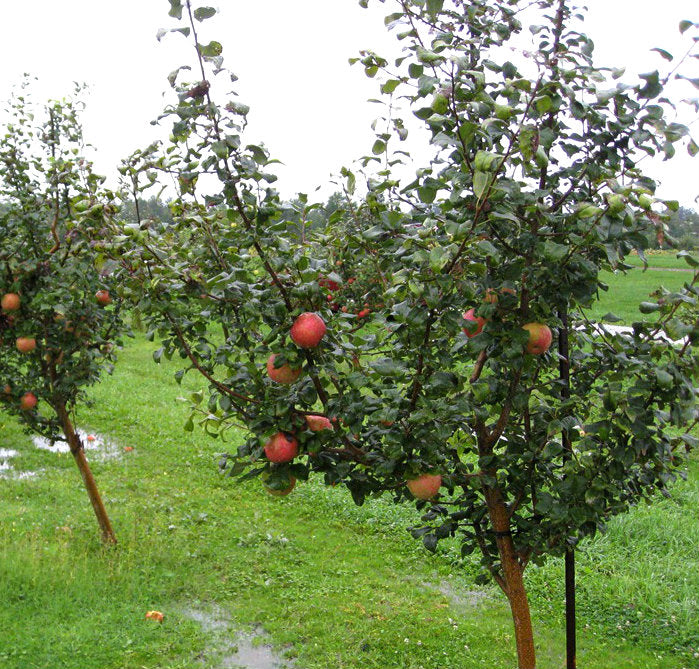 honey crisp apple tree 