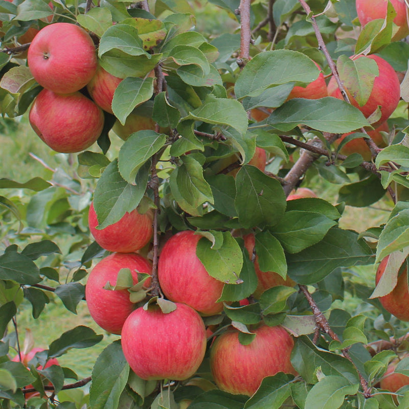 honey crisp apple tree branch fruit