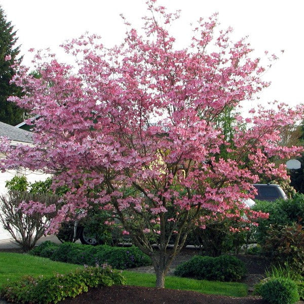 Stellar Pink Dogwood Tree