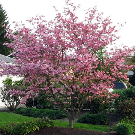 Stellar Pink Dogwood Tree