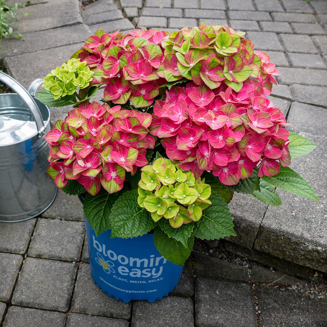 Hydrangea Tilt-a-Swirl®