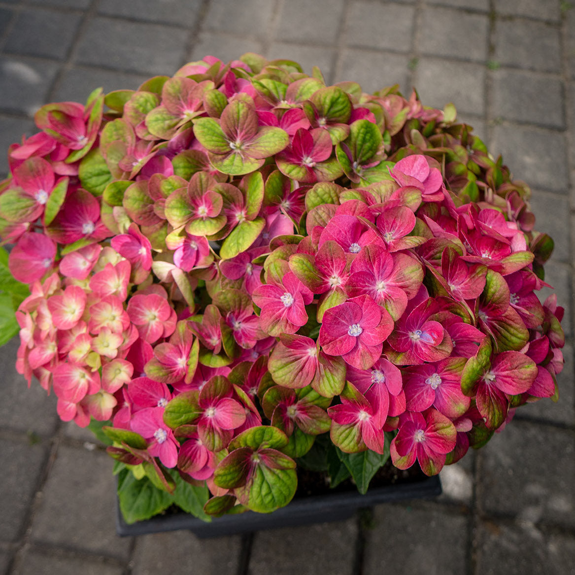 Hydrangea Tilt-a-Swirl®
