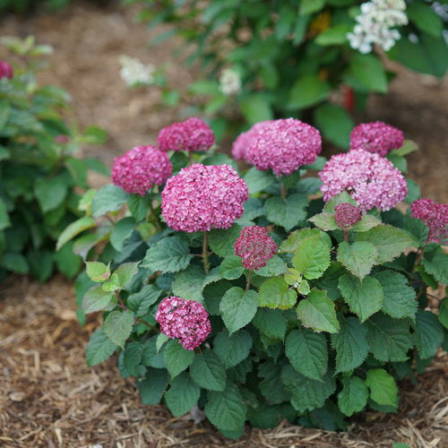 Invincibelle Mini Mauvette® hydrangea