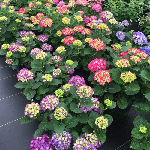 Wee Bit Giddy® Bigleaf Hydrangea