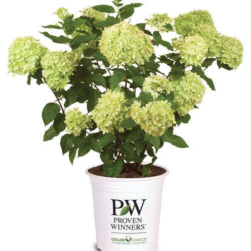 Little Lime® Panicle Hydrangea