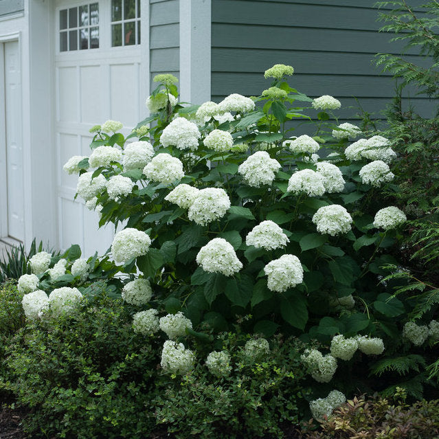 Incrediball® Smooth Hydrangea