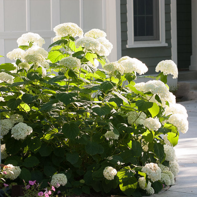 Incrediball® Smooth Hydrangea