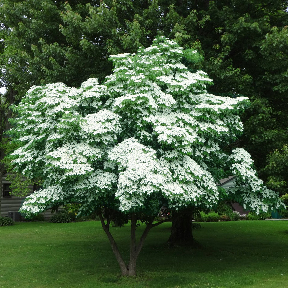 Blue Ray Kousa Dogwood