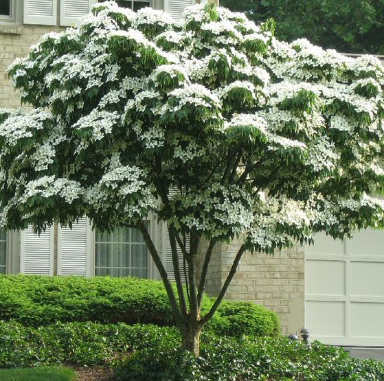 White Kousa Dogwood