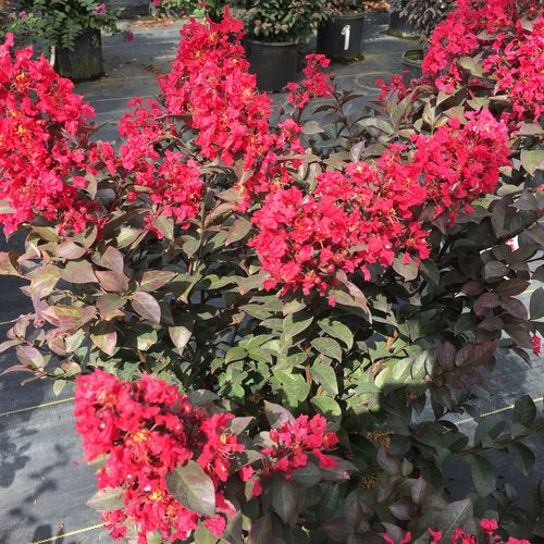 Rikki Tikk Rouge Crapemyrtle