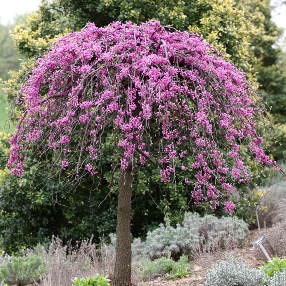 Lavender Twist Redbud Cercis in Bloom