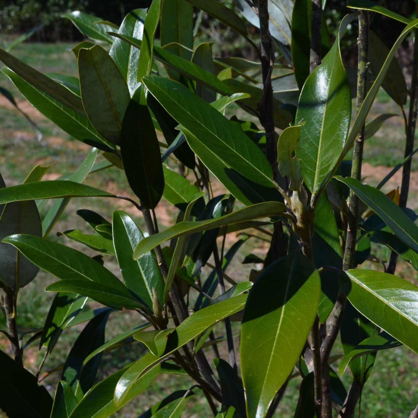 Green Mile Magnolia