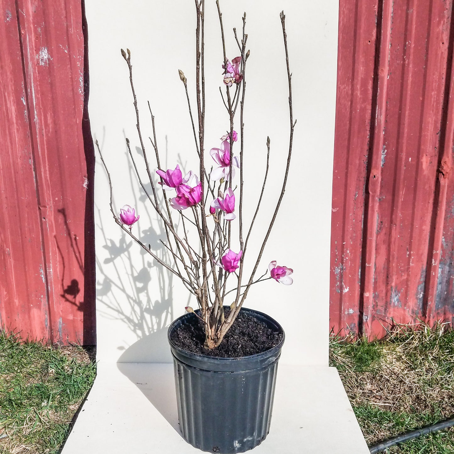 Magnolia Liliiflora Jane Tree