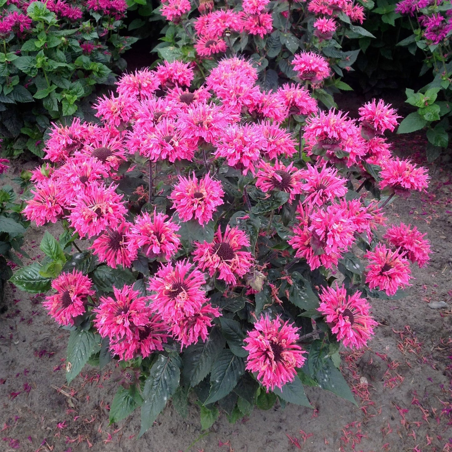 Monarda 'Bee-Merry'® - Bee Balm
