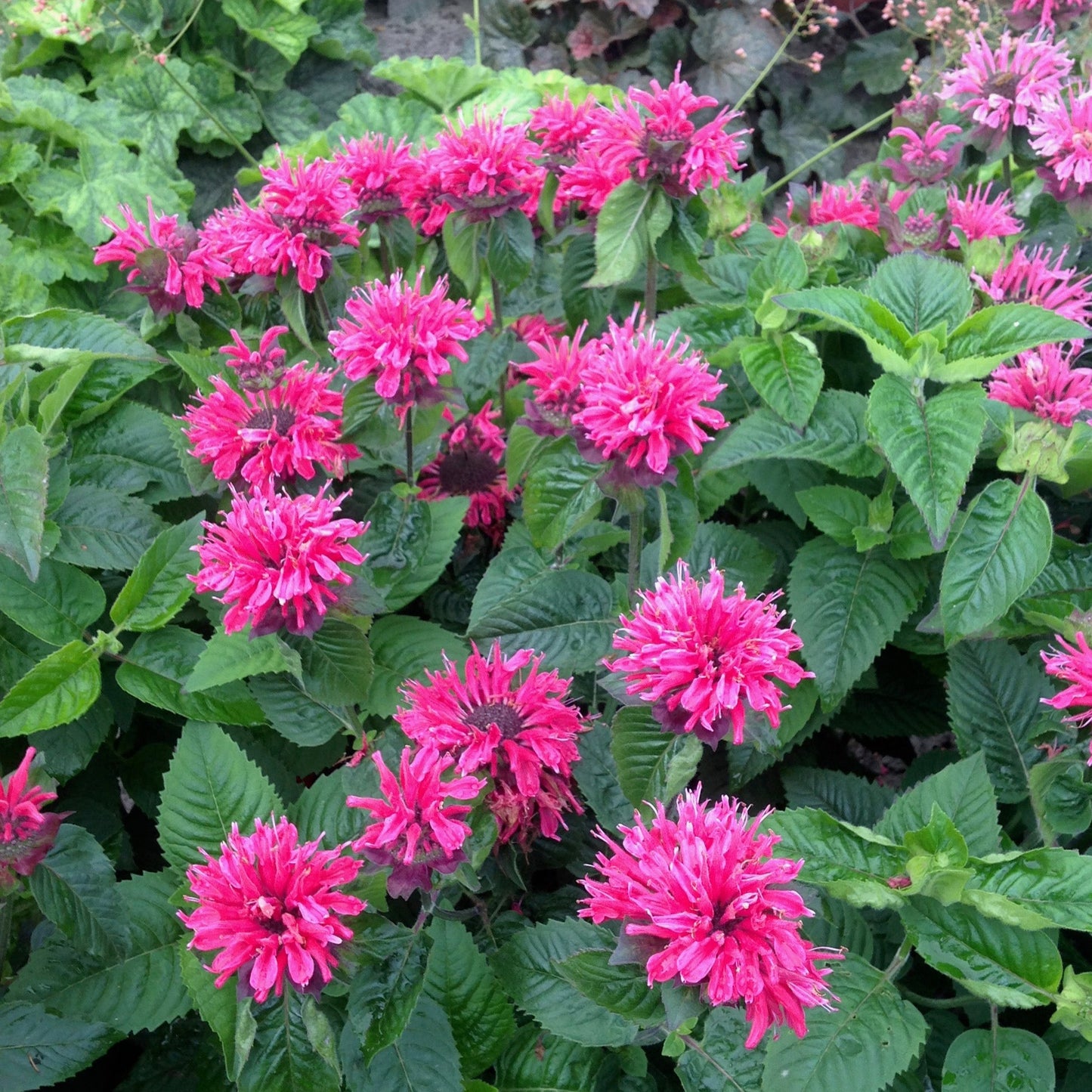 Monarda 'Bee-Merry'® - Bee Balm