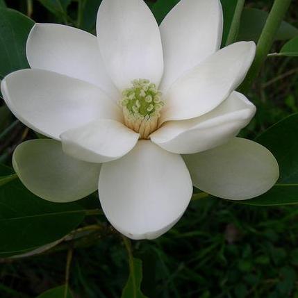 Moonglow Sweetbay Magnolia