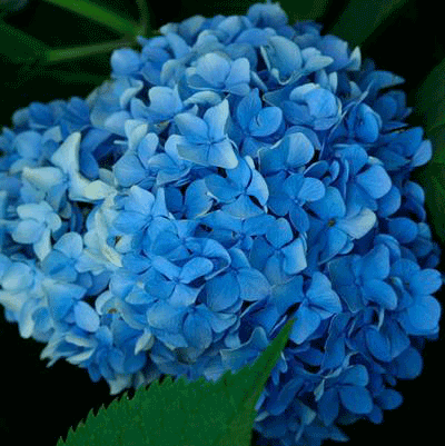 Nikko Blue Hydrangea