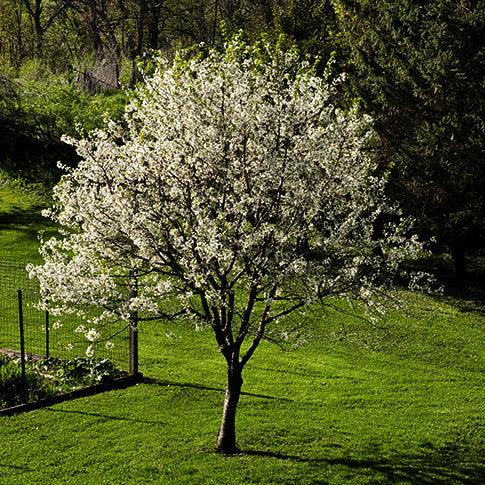 Dwarf North Star Cherry