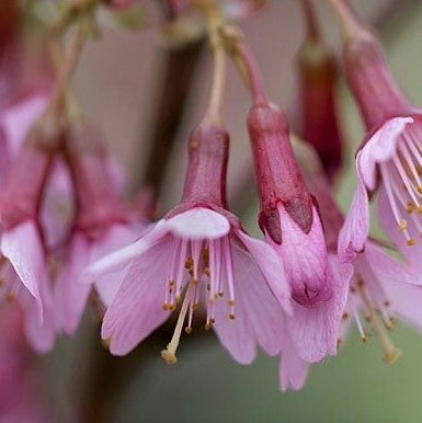 Okame Cherry Tree