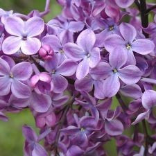 Old Glory Lilac
