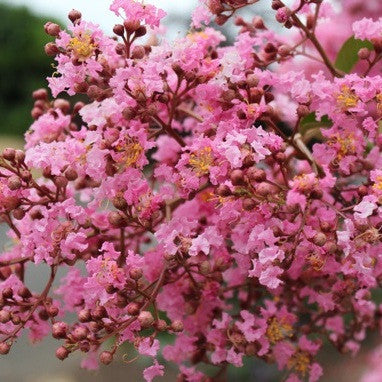 Osage Pink Crape Myrtle Tree