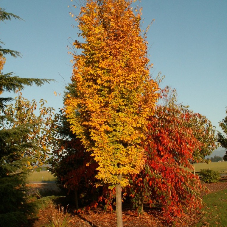 Ironwood Golden Belltower