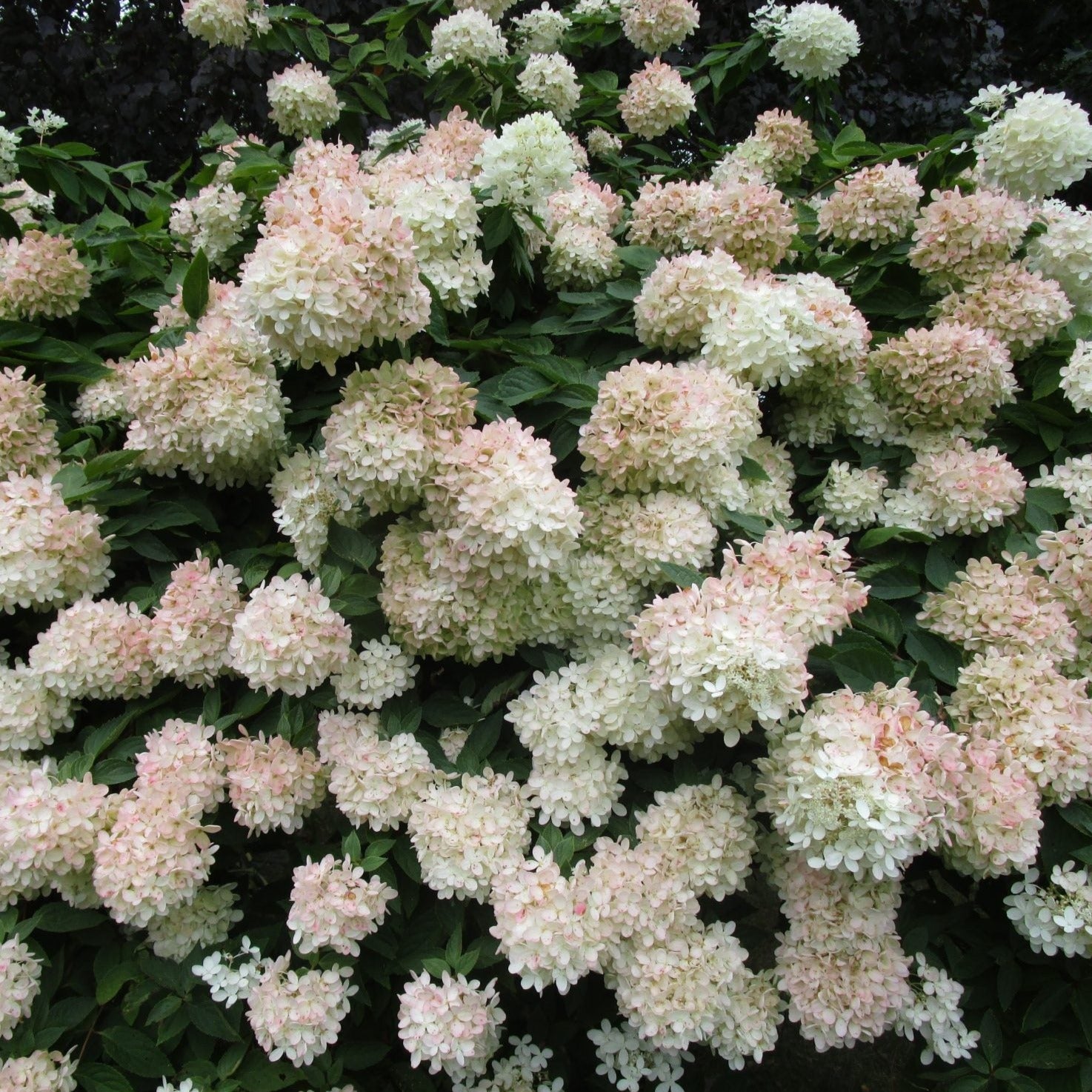 Pee Gee Hydrangea – New Blooms Nursery