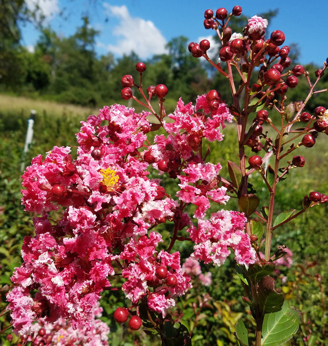 Peppermint Lace Pink & White Crape Myrtle