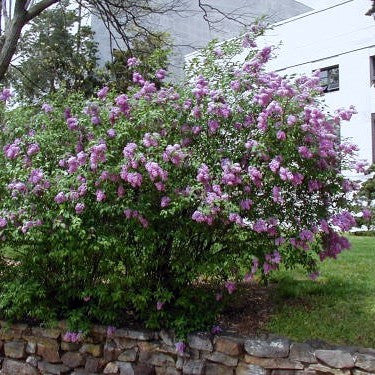Persian Lilac - Syringa x persica