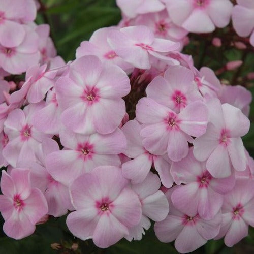 Phlox Paniculata Cotton Candy