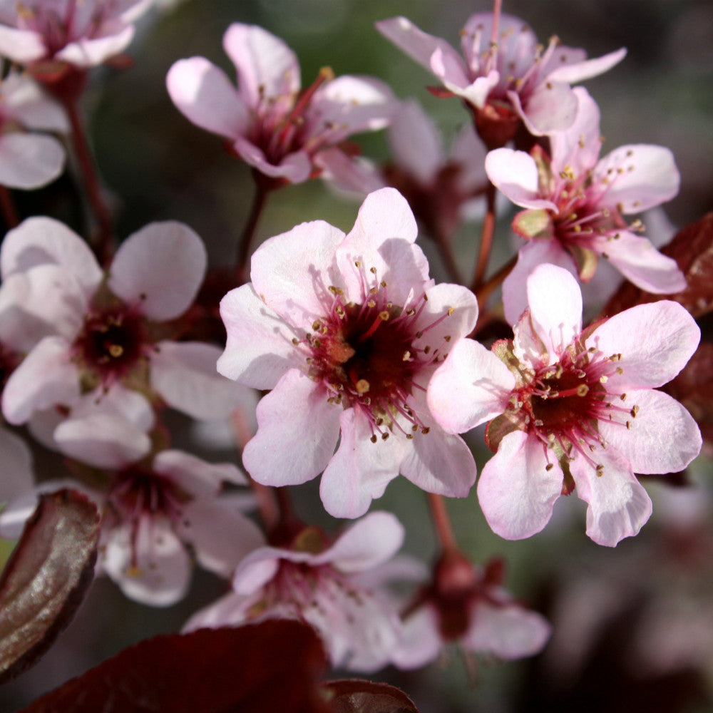 Thunder cloud plum blooms pink white