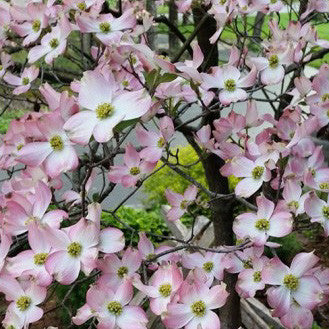 Pink Flowering Dogwood