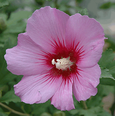 Pink Rose of Sharon
