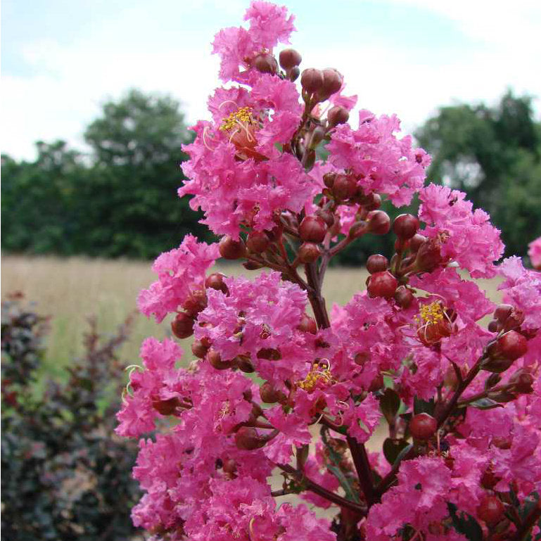 Plum Magic™ Semi-Dwarf Crape Myrtle - First Editions®