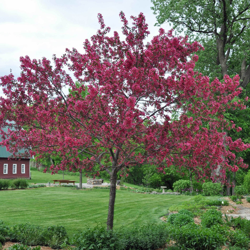 Prairie Fire Crabapple