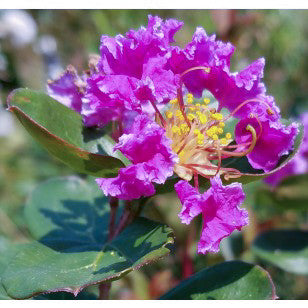catwaba crape myrtle bloom