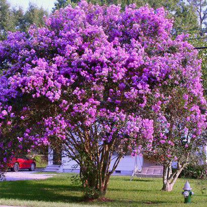 catwaba crape myrtle bloom