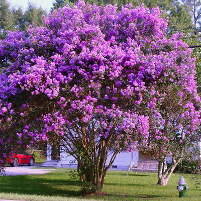 catwaba crape myrtle bloom