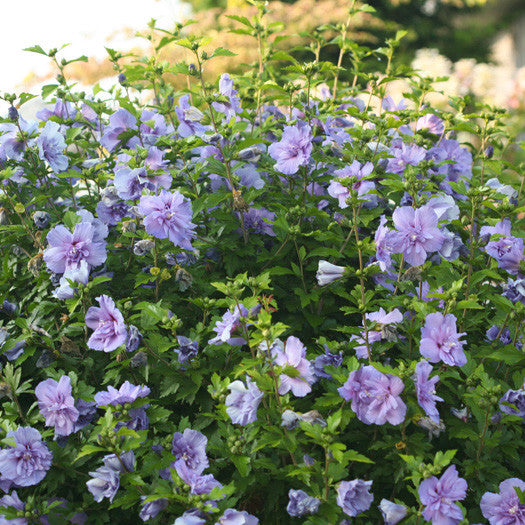 Purple Rose of Sharon (Double Bloom)