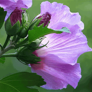 Purple Rose of Sharon (Double Bloom)