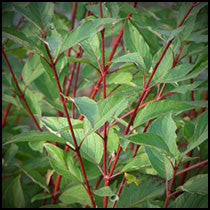 Red Twig Dogwood