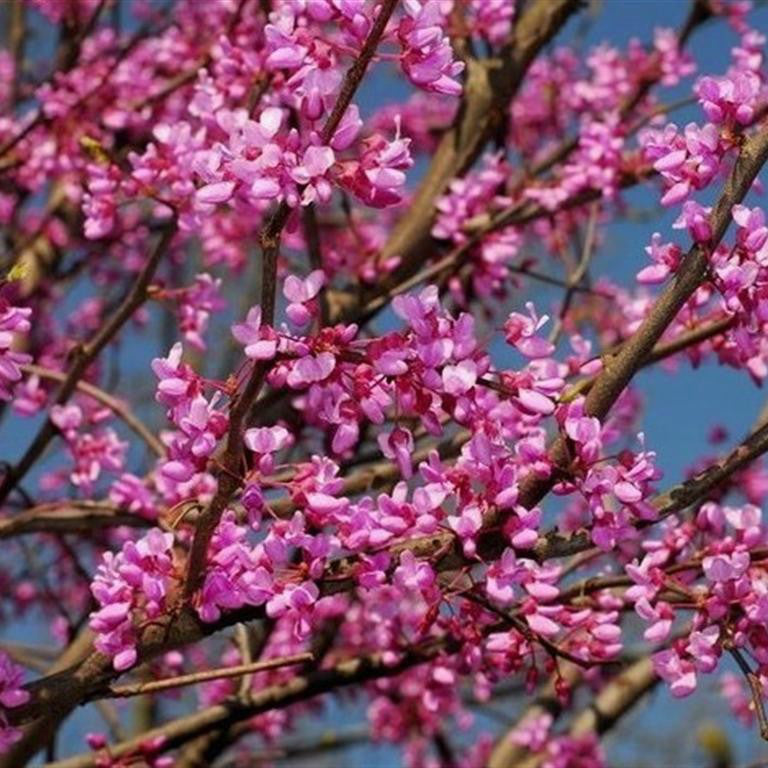 Redbud Flowers