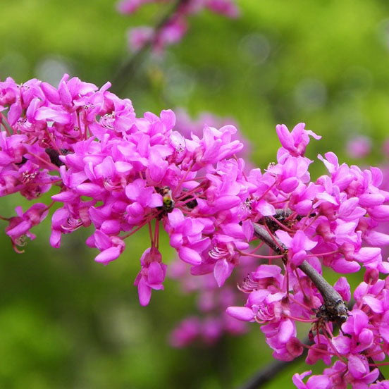 Eastern Redbud Tree