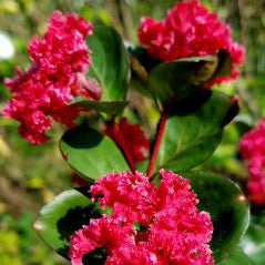 Crape Myrtle Tree (Red)