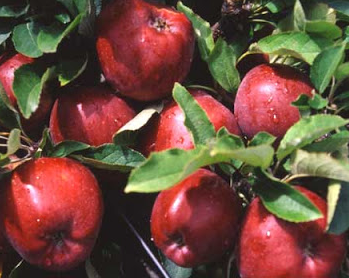 Red Delicious Apple Tree