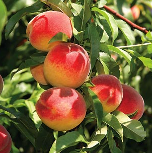 Red Haven Peach