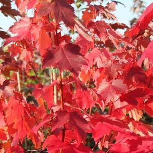 Somerset Red Maple