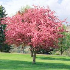 Rejoice™ Crabapple